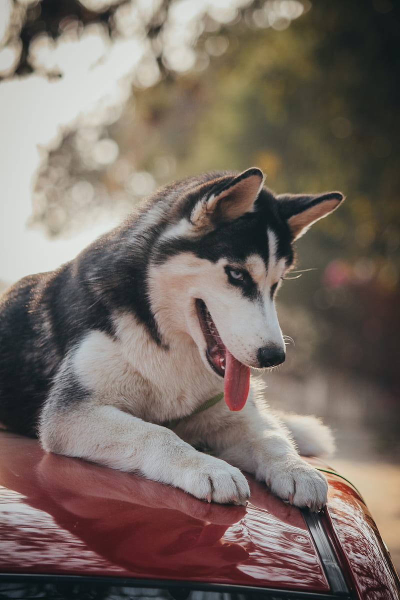 Husky Dog Pet Protruding Tongue Cute Hd Phone Wallpaper Peakpx