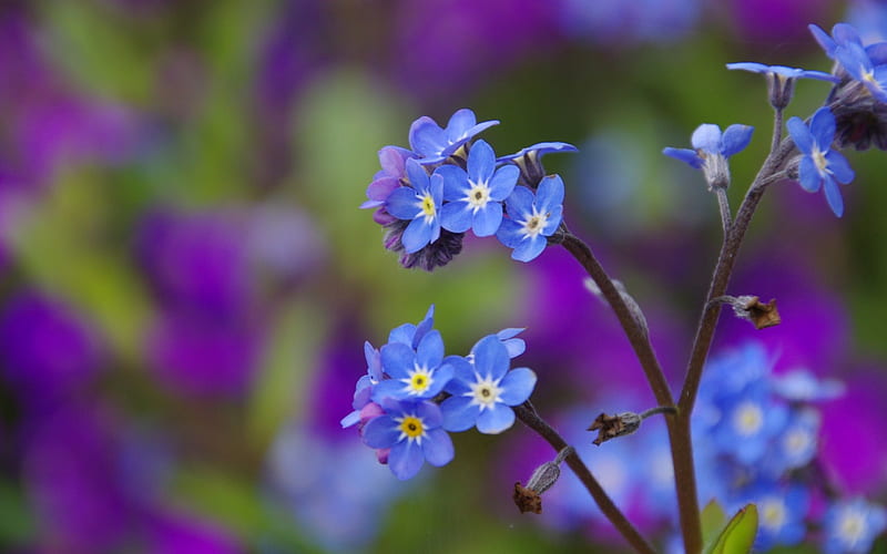 *** Forget-me-not ***, flower, flowers, natute, blue, HD wallpaper