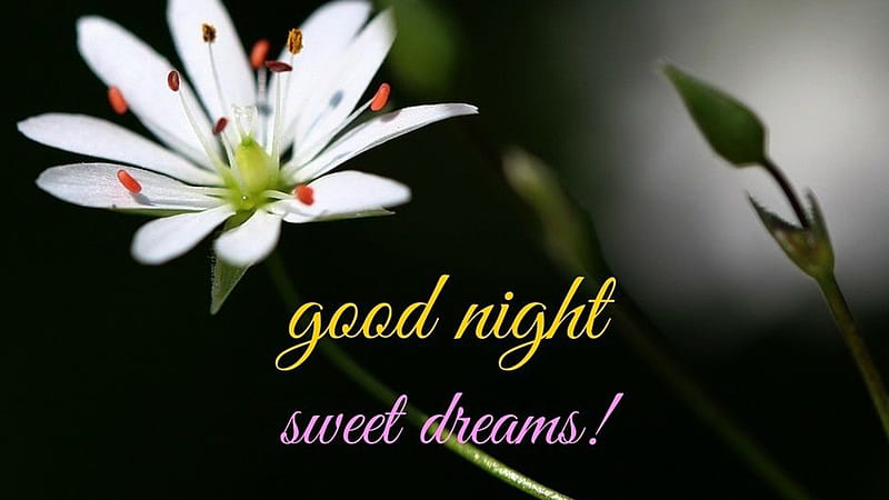 Good Night Sweet Dreams White Flower Green Leaves Good Night, HD wallpaper  | Peakpx