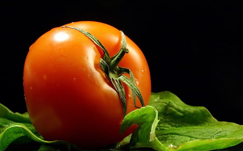 tomato branches drops-Food, HD wallpaper