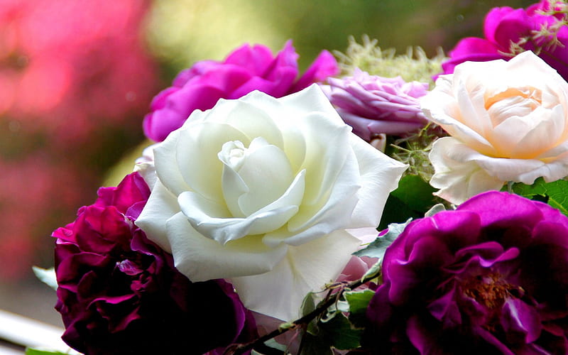 Bonitas rosas, flores, violetas, rosas, blancas, Fondo de pantalla HD |  Peakpx