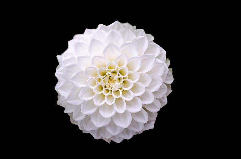 Macro Shot of White Flower, HD wallpaper