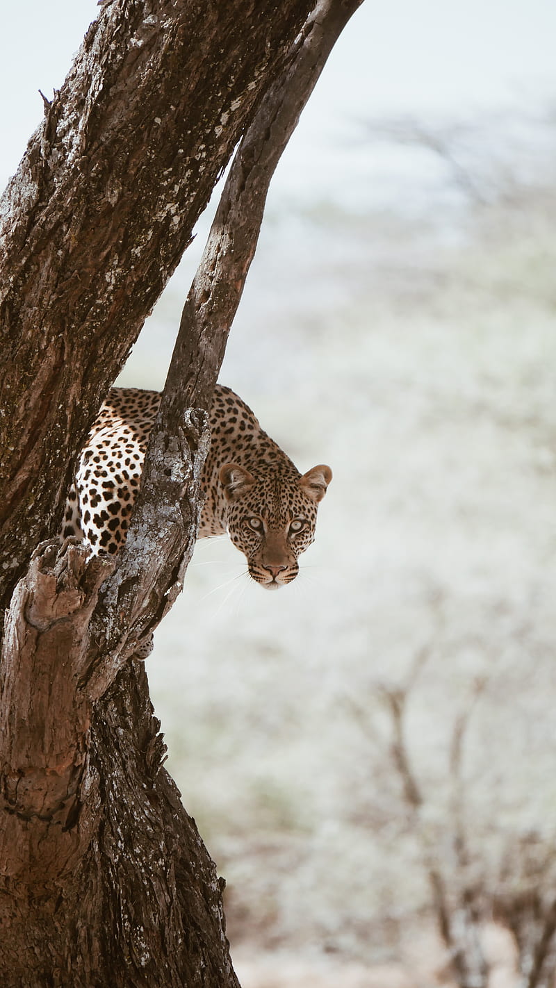 leopard, big cat, predator, glance, tree, HD phone wallpaper