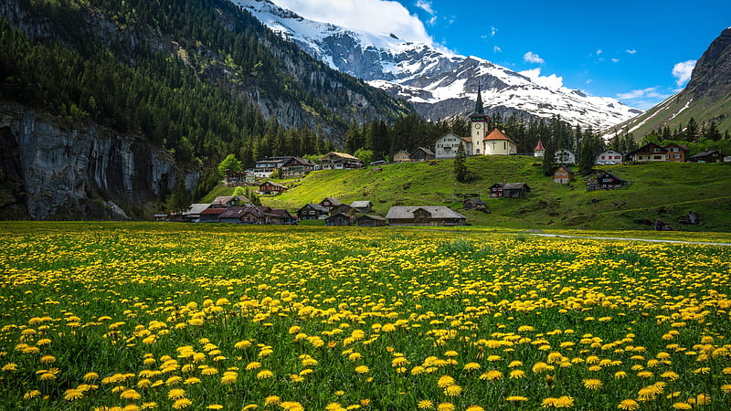 Landscape View Of White Snow Covered Mountains Under Blue Sky Yellow Flowers Field Scenery, HD wallpaper