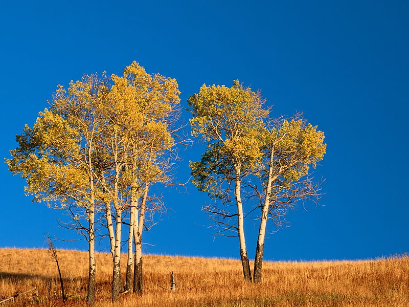 Autumn Aspen Trees, yellowstone national park, autumn, wyoming, aspen, trees, HD wallpaper