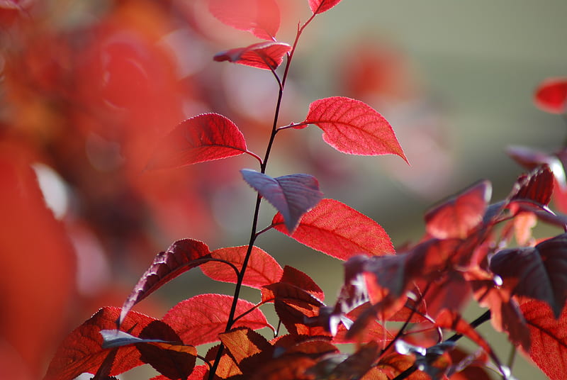 red leaves in tilt shift lens, HD wallpaper