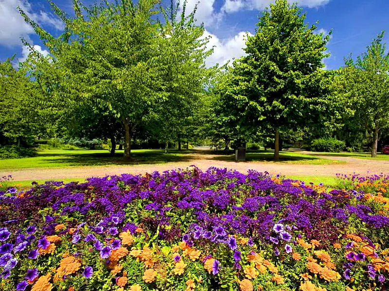 Flores moradas, bonita, vistoso, encantador, verdor, bonito, primavera,  parque, Fondo de pantalla HD | Peakpx