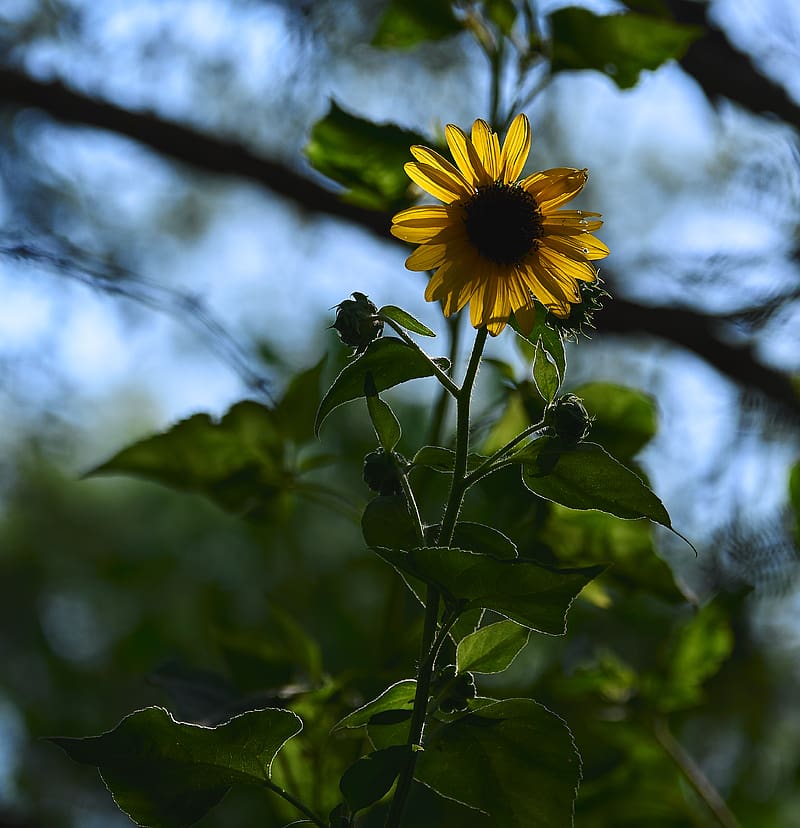 Flower, petals, yellow, stem, leaves, blur, HD phone wallpaper | Peakpx