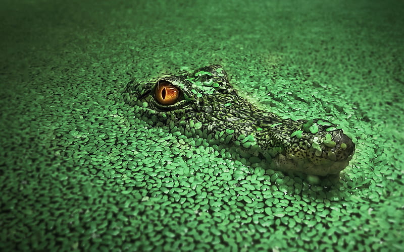 Crocodile, crocodile, animals, HD wallpaper