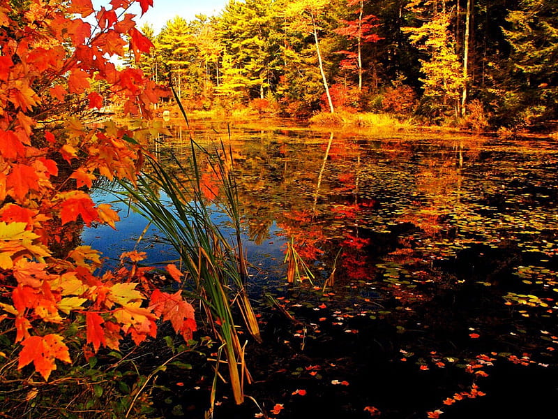 Fall Season Lake, fall, leaves, water, colors, trees, HD wallpaper | Peakpx