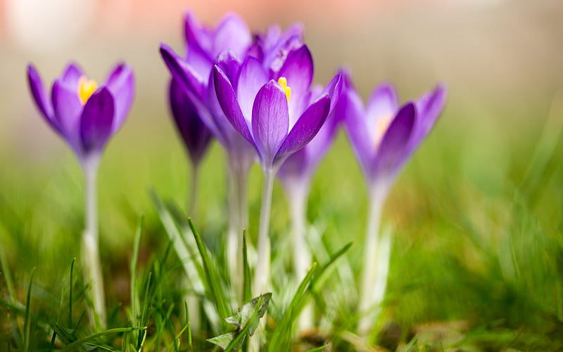 Crocuses, purple spring flowers, blur, spring, wild flowers, HD wallpaper