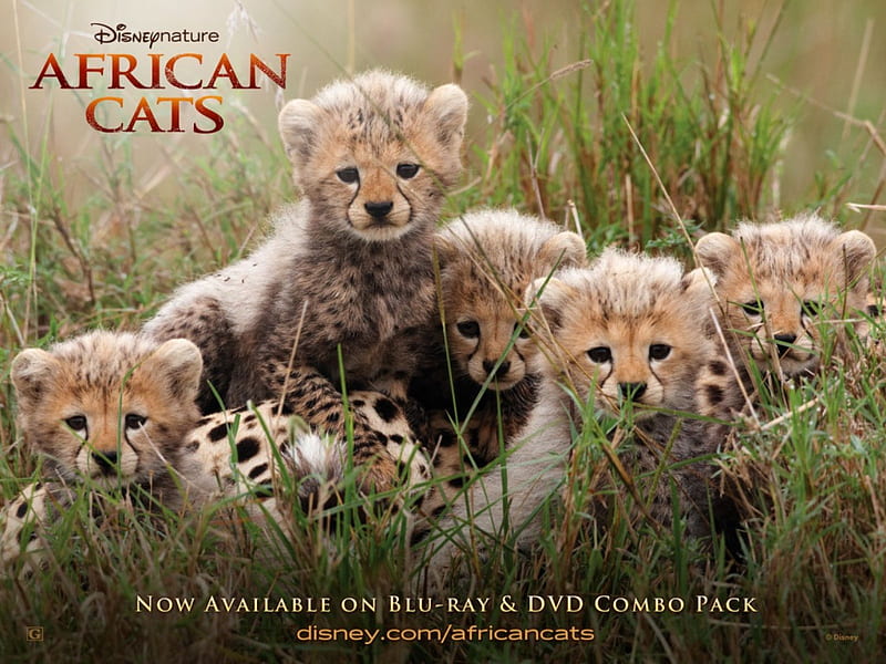 African-Cats, documentary, cats, movie, african, HD wallpaper