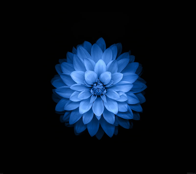 lotus blue, apple, flower, flower, flowers nature, HD wallpaper