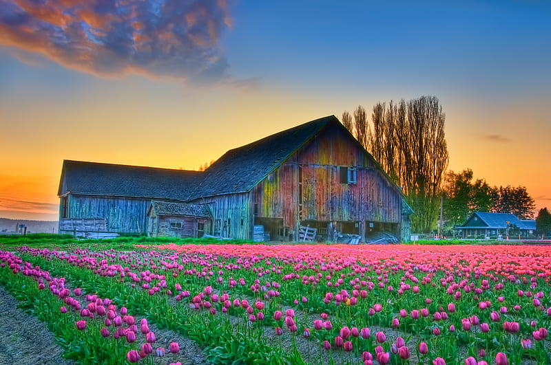 Farm and flowers, flower, farm, colours, tulips, HD wallpaper | Peakpx