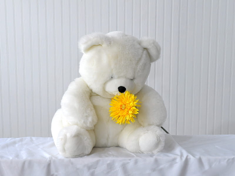 teddy, bear, cute, lonely, HD wallpaper
