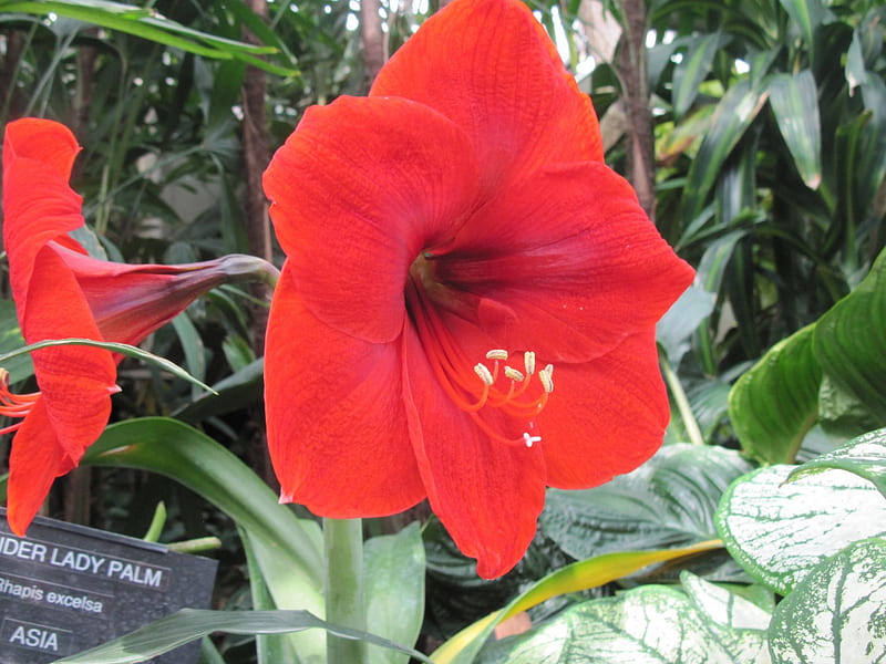 El lirio rojo en el jardín, grafía, rojo, verde, lirio, jardín, flores,  Fondo de pantalla HD | Peakpx