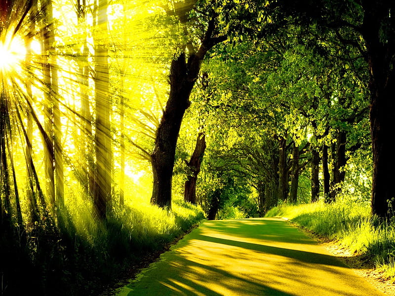 Sunbeam road, glow, dazzling, sunny, yellow, bonito, bright, path, road ...