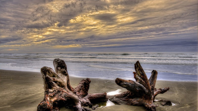 gnarled driftwood on a beach r, driftwood, beach, r, waves, clouds, sea, HD wallpaper
