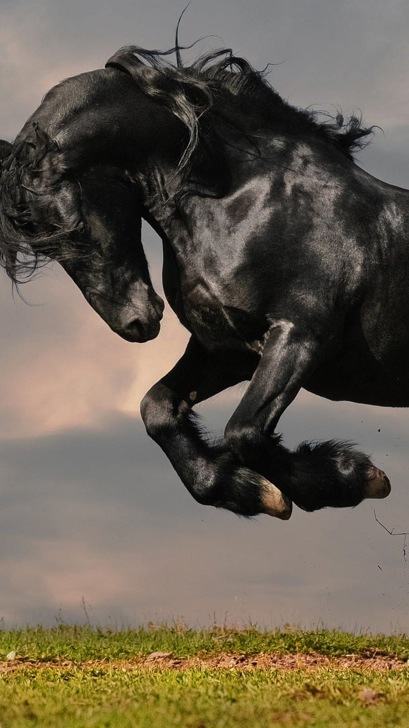 BlackHorse , #black #horse ##king #tamil, #tamilan, #horse, HD phone wallpaper