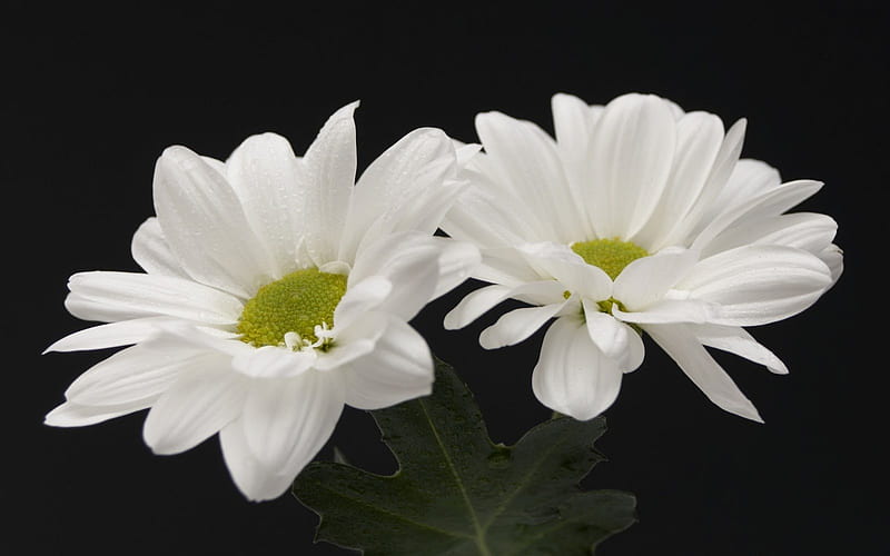 Flores blancas, negras, flores, pétalos, blancas, Fondo de pantalla HD |  Peakpx