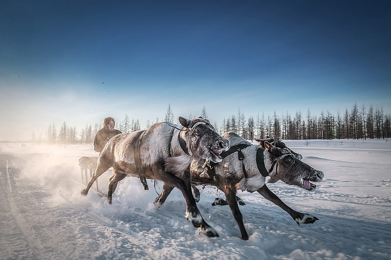 Take Me Away, Deer !, Nenets, People of the North make use of their navigational abilities in severe weather, Nomadic, Reindeer harnessed to sleds, Most reliable form of transport, HD wallpaper