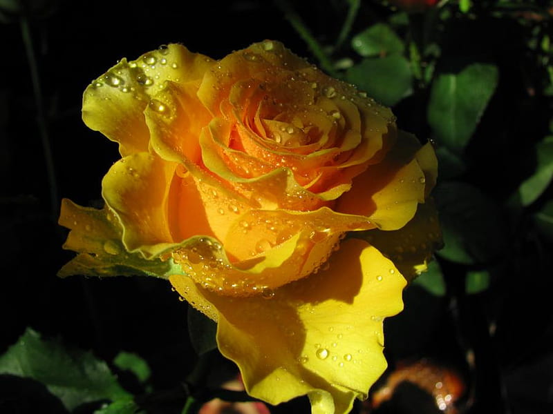 Yello rose, rose, love, flower, flowers, roses, HD wallpaper