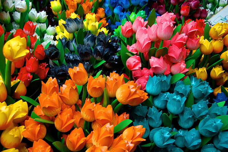 A tulip for you, red, orange, flowers, yellow, colors, tulips, pink, blue, HD wallpaper
