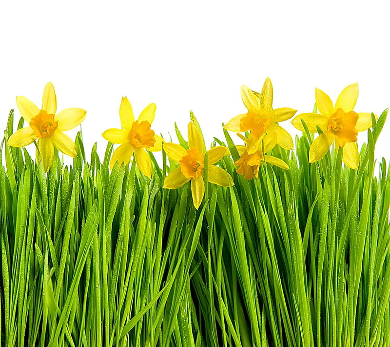 Spring Daffodils, daffodils, flowers, spring, HD wallpaper