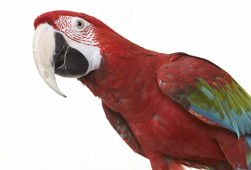 Parrot, beak, colour, bird, HD wallpaper Parrot, beak, colour, bird, HD wallpaper