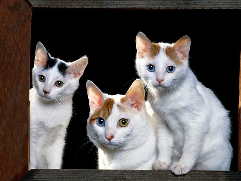 Japanese Bobtails!, pretty, little, cat, cute, weird, mixed-eyes, kitten, friendly, reddish, HD wallpaper