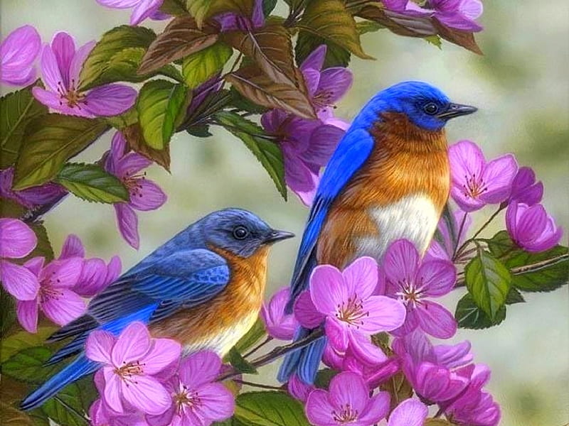 Bluebirds & Spring Blossoms, bluebirds, love four seasons, birds, spring, paintings, flowers, nature, pink, animals, HD wallpaper