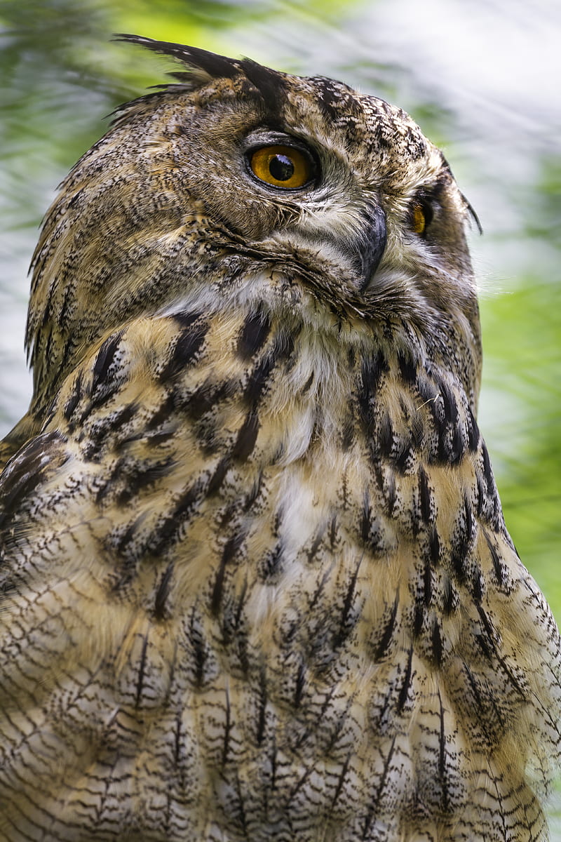 eagle-owl, bird, wildlife, HD phone wallpaper