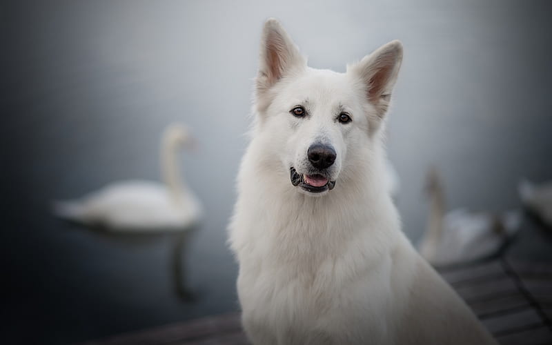Berger Blanc Suisse, White Swiss Shepherd, pets, white dog, HD wallpaper