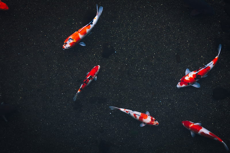 five koy fishes, HD wallpaper