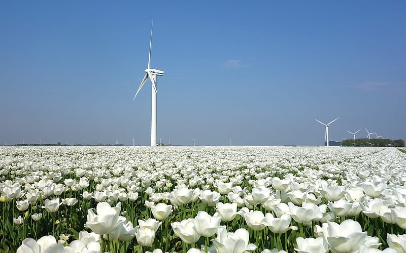 Dutch Landscape, Netherlands, Holland, tulips, landscape, wind turbines, HD wallpaper