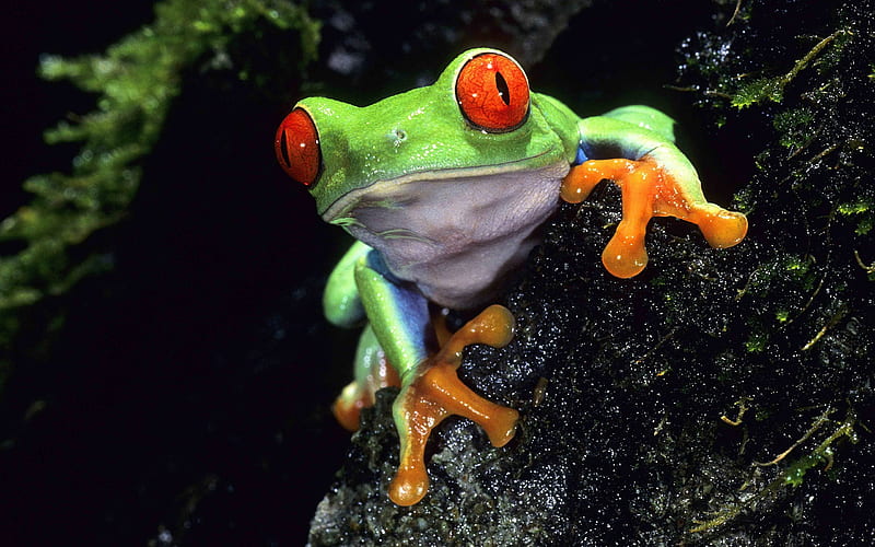 red eyed tree frog-Animal World Series, HD wallpaper