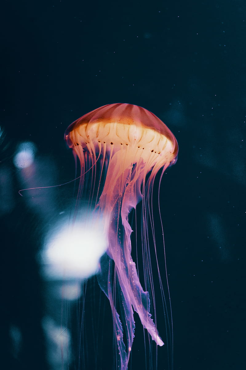 jellyfish, neon, phosphorus, underwater world, HD phone wallpaper