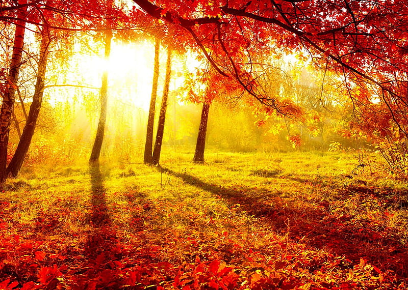 Autumn glow, forest, fall, quiet, autumn, glow, sun, dazzling, golden, sunlight, shine, carpet, foliage, leaves, rays, bright, nature, HD wallpaper
