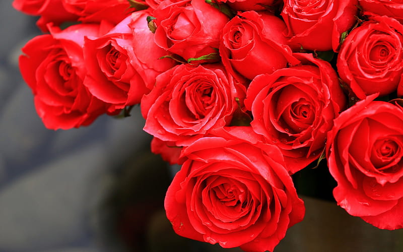 red roses, buds, close-uo, roses, bouquet of flowers, HD wallpaper