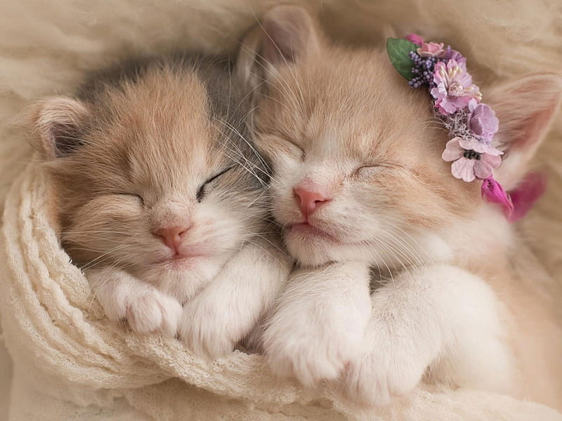 Two White And Orange Tabby Kittens , Kitty, Cat, Cats, Sleep, Sleeping • For You, Cute Anime Kitten, HD wallpaper