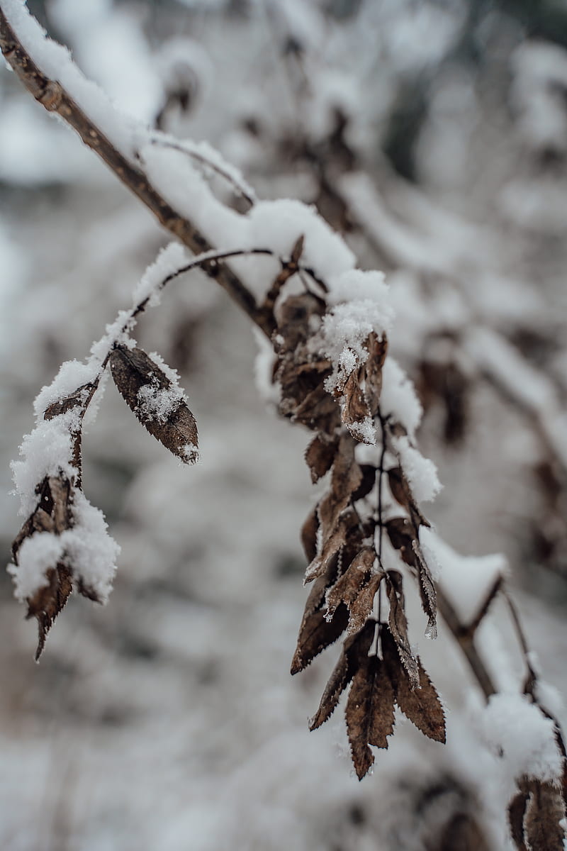 Brown Tree Branch Covered With Snow, HD phone wallpaper