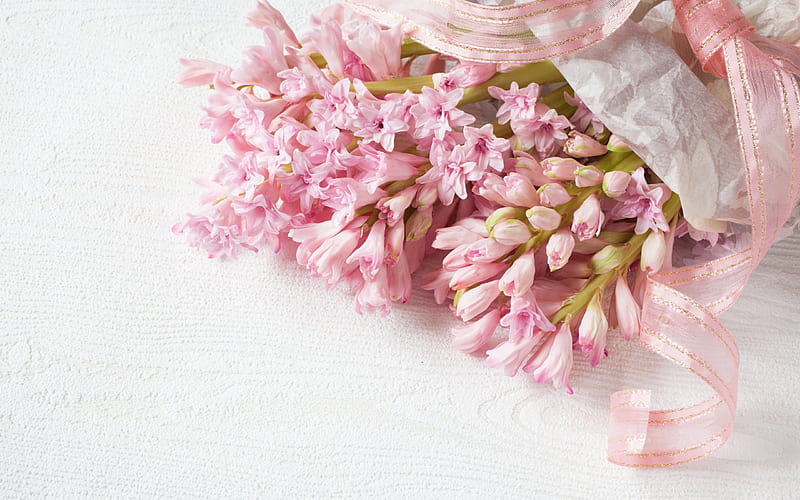 hyacinth, Spring flowers, pink hyacinth, spring flowers, HD wallpaper