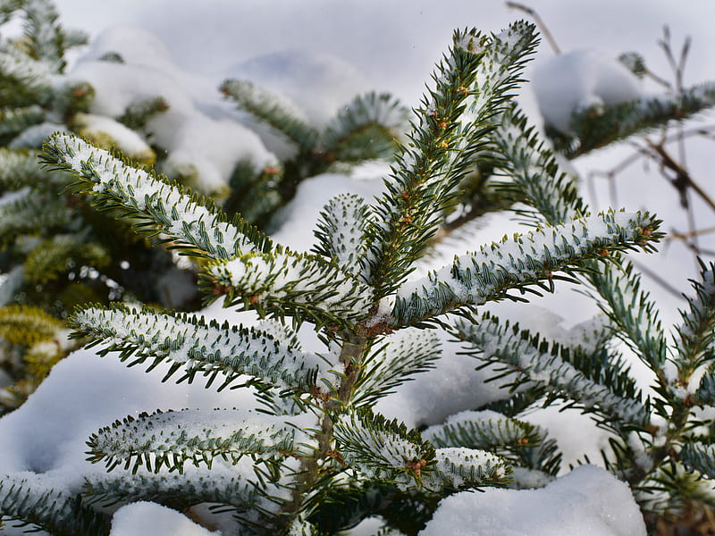 spruce, branches, snow, winter, nature, HD wallpaper