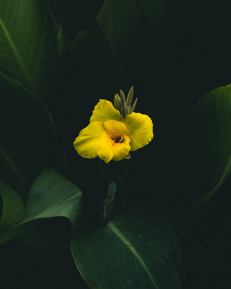 canna, flower, yellow, leaves, HD phone wallpaper