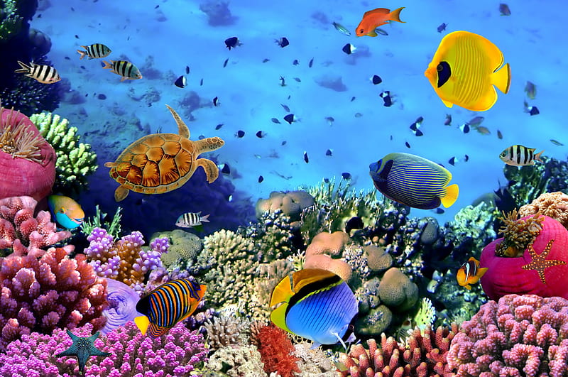 Underwater, reef, fishes, ocean, coral, tropical, sea, HD wallpaper