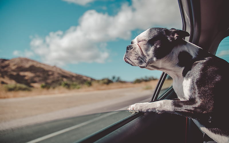 french bulldog, cars window, pets, dogs, french bulldog in car, cute animals, bulldogs, puppy, french bulldog dog, HD wallpaper