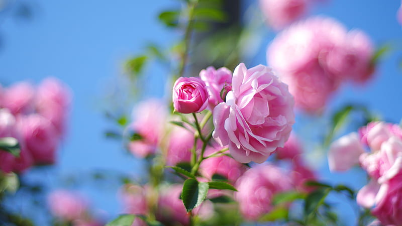 Roses, vara, green, flower, summer, sky, pink, trandafir, blue, rose ...