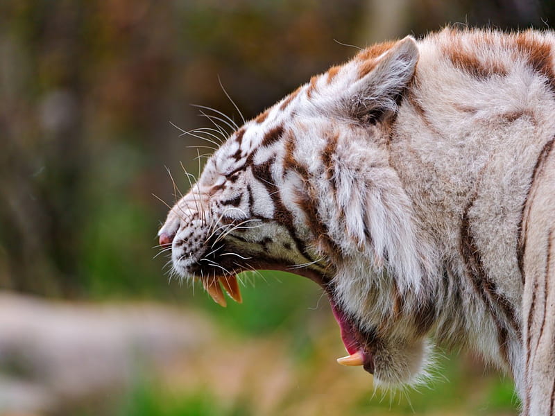 Angry Tiger, wonderful, bonito, cat, predator, spots, jungle, hop, camaflauge, big cats, HD wallpaper