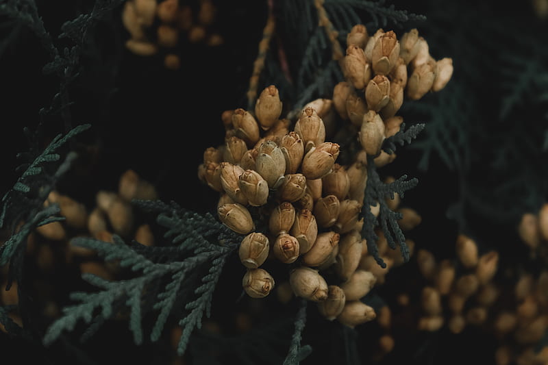 brown pine cones on green leaves, HD wallpaper