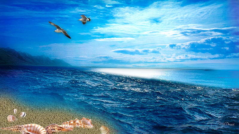 By the Sea By the Sea, sea shells, ocean, birds, sea gulls, sky, clouds, sea, beach, island, bay, HD wallpaper
